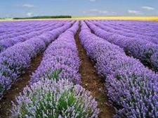 Premium Vera Lavender - Fresh Organic Heirloom Seed - Buy any 3 items, 10% off!