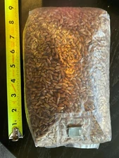2 x 2.6 LB Sterilized Mushroom Rye Berry Grain Spawn in a T4 unicorn bags