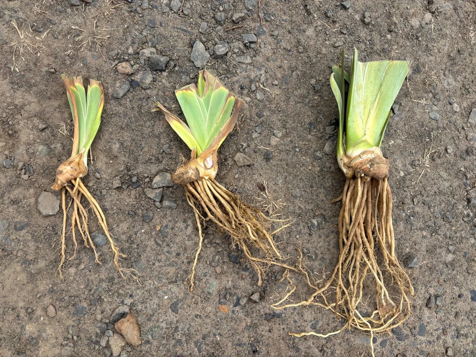 Blue Buddha Farm: You Grow Girl – Tall Bearded Iris Rhizome | White, Lavender & - Image 3 of 3