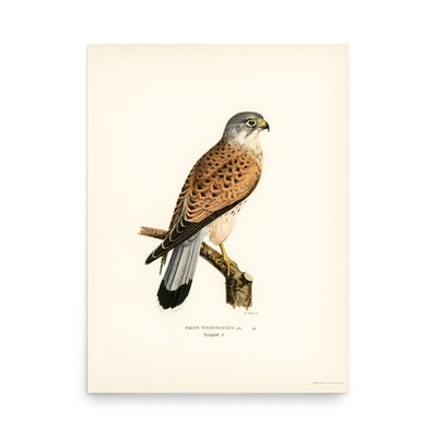 Common Kestrel Art Print Magnus von Wright Vintage Falcon Wall Decor