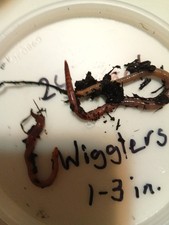 24 count Live Red Wigglers Fishing worms/ Pet food 1-3 in.