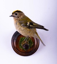Taxidermie oiseau crête dorée support mural petit véritable animal en peluche Regulus regulus