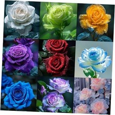 Mix Climbing Rose Seeds for Planting, 30 pcs Beauty Rare Rose Flower Seeds,