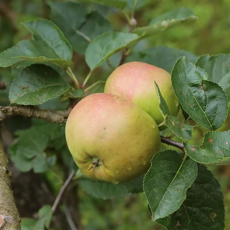 Pommier ancien Comte Sainte Germaine contre le gel, arbre Malus communis pour pommes de garde