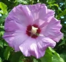 Rose of Sharon Seeds