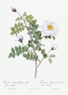 Double White Burnet Rose Les Roses by Pierre Joseph Redouté Print Repro