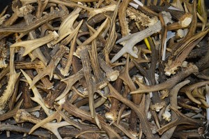 1Kg MIX Rehgeweih Gehörn Rehbockstange Abwurfstange Stangen Geweih