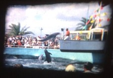 1960s Miami Florida Attraction Aquarium Dolphins Seal 8mm Home Movie Reel Film