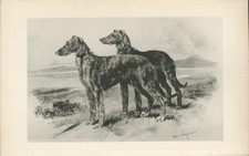 DEERHOUND DOGS RARE ANTIQUE