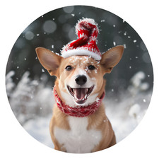 XXL Portuguese Podengo Pequeno Car Decal Dogs Large Sticker