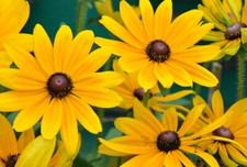 Hermosas semillas Rudbeckia Hirta flores silvestres amarillas Black Eyed Susan 1000 - 160K