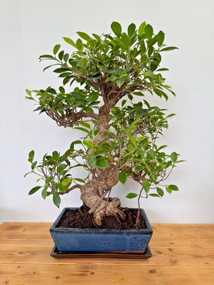 Zimmerbonsai Ficus retusa immergrn pflegeleicht 5226 Anfnger geeignet  Wohnung | eBay.de