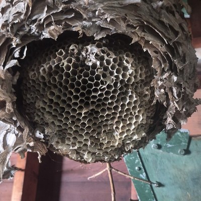 Hanging Honeycomb Paper Nest for Bee/Wasp, Paper Nest Type, Bee Class