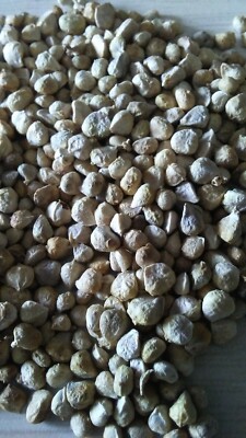 Bloomsdale Organic Spinach Seeds - Non-GMO, 50+ Seeds, USA Grown