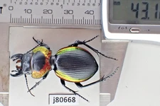 j80668. Insects, Carabidae: Mouhotia sp. Laos!!!!!!