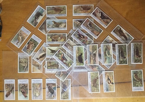 Cartes à cigarettes British Birds 2ème série 44 de 50 cartes jeu Ogden's ancien 1906 - Photo 1/12