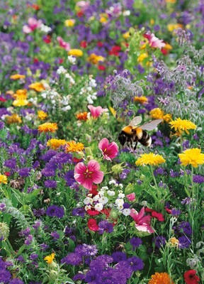 Biene Wildblumensamen Mix 4+ gr | Phacelia, Borretsch, Klee, Lavendel, Schafgarbe usw.