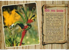 Australia - Red and Green Kangaroo Paw - Anigozanthos manglesii - Wildflower - F