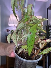Begonia Amphioxus 4”