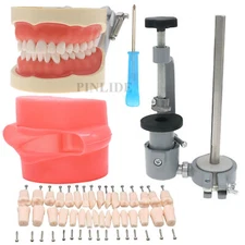 Dental Teeth Typodont Model Kilgore NISSIN Type Mounting Pole Removable Model