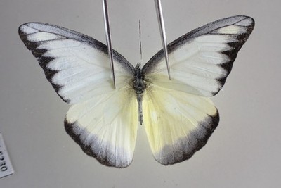 PI5230. Insects, butterflies: Pieridae sp. North Vietnam.