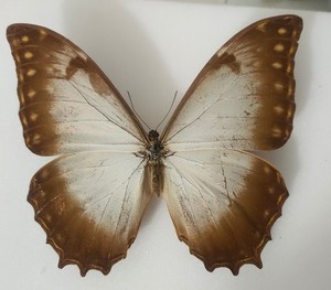 Morpho Theseus | eBay