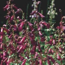 Penstemon Blackbird x 3 5cm Plug Plants | Hardy Perennial | Free UK Delivery