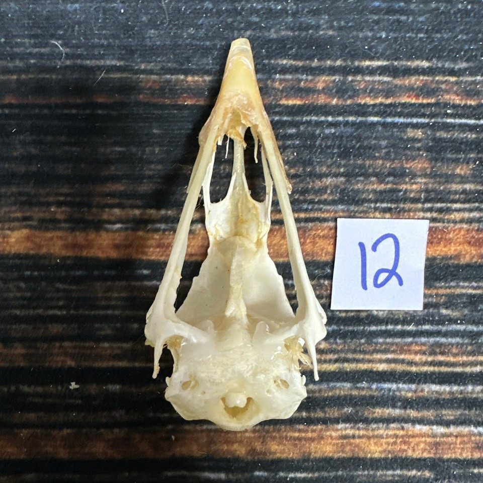 Turkey Skull Animal Mount Man cave Western Decor Craft Unique Gift Yard