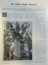 1908 New Zealand Kauri Timber Industry illustrated