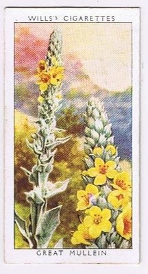 Wills Cigarette Card Wild Flowers #34 Great Mullein Figwort Family