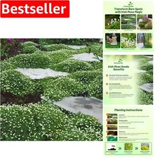 10000 Pcs Irish Moss Ground Cover Seeds - Low-Growing, Shade Tolerant Perennial