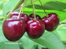 Sauerkirsche 'Montmorency' - Kirschbaum - Pflanze 150-170cm - selbstfruchtbar