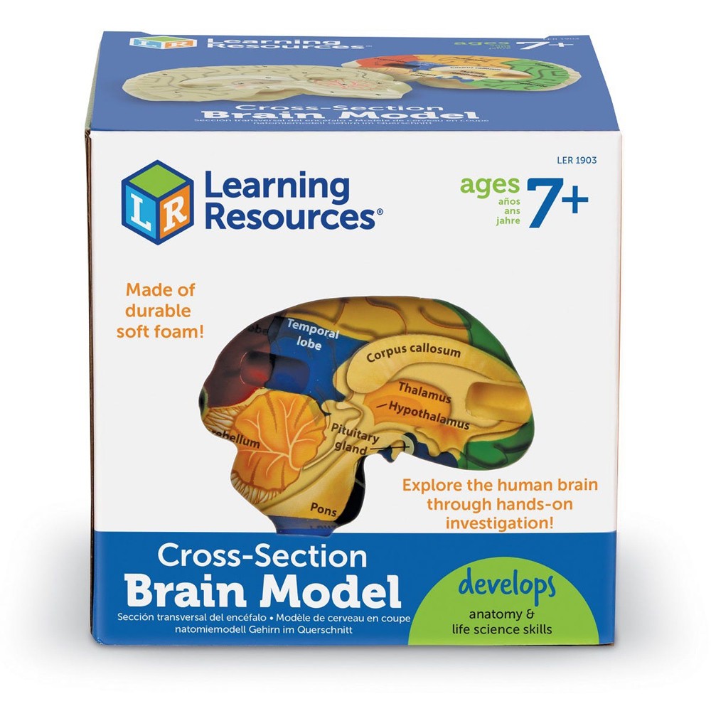 Learning Resources Cross Section Brain Model Educational Anatomy Tool LER1903