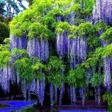 5 Chinese Blue Wisteria sinensis Tree Seeds Fast Climber Flower Vine Hardy Plant
