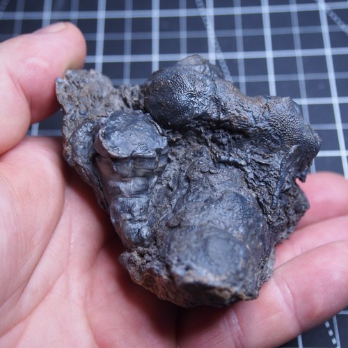 294gr Rugosa, Tabulata Czech Fossil Coral Devonian 1539 - Picture 11 of 22
