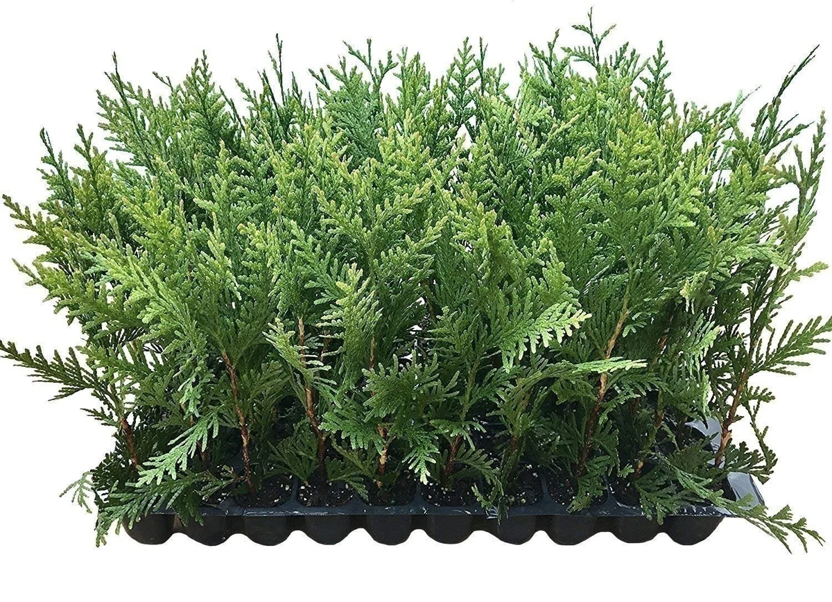 Thuja -      | eBay