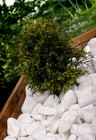 Decorative MARBLE EXTRA WHITE Stones / Pebbles * HOME & GARDEN * AQUARIUM 1-2cm