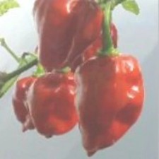 25 seeds Red Dominica  hot pepper easy grow planting garden spicy hot food