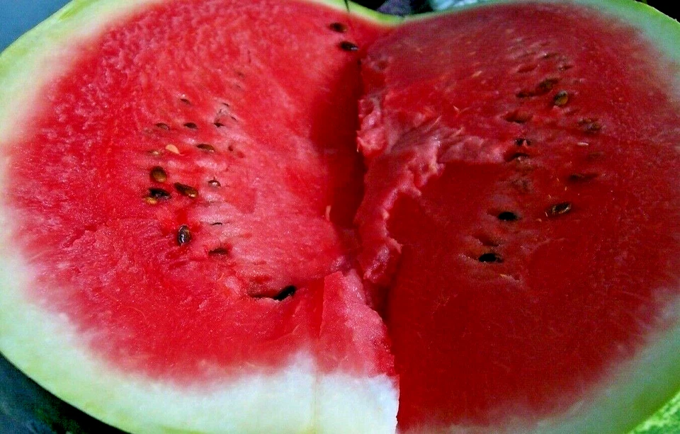 60+ SUGAR BABY WATERMELON SEEDS 🍉 | SWEET BEST HEIRLOOM NON-GMO FREE SHIPPING - Image 4 of 4