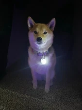 Rechargeable Dog Cat Collar Lights LED Clip on Light Veteran Owned