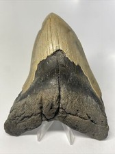 Megalodon Shark Tooth 6.18 inch - Massive - Authentic Fossil - Natural 14603