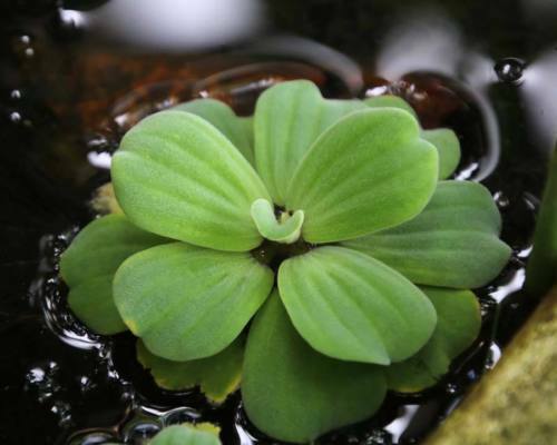 2 Piante Pistia Stratiotes Giganti per Acquario