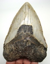 MEGALODONTE DENTE DI SQUALO VERO FOSSILE - DENTI DI SQUALO - 4,69 " NO RESTAURI