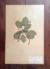 Ancien spécimen botanique pressé à l'herbier, années 1940, plantain commun 11" x 17"