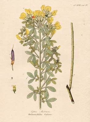 Cytisus Austriacus Geißklee Ginster broom botanical Botanik Kupferstich Krauss