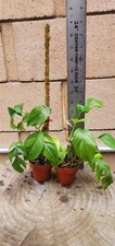 Mini Monstera