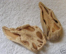 LUCKY LOTUS ROOTS - Wicca, Voodoo, Hoodoo, Santeria