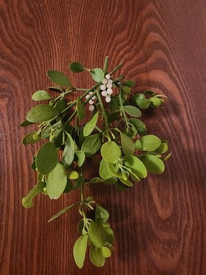 Large Cluster Of Mistletoe. Christmas Decor Holiday Cheer. Ships day of purchase