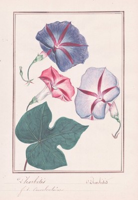 Prunkwinde Pharbitis morning-glory Botanik flower botany Aquarell drawing 1830