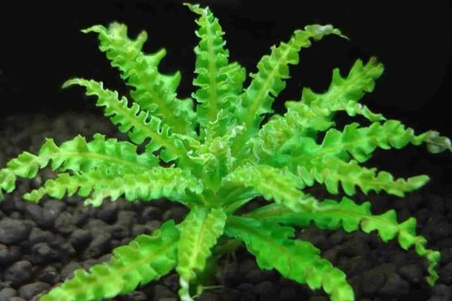 3 Pogoestemon helferi Downois! live aquarium plants beautiful!!! FREE S/H Rare!!